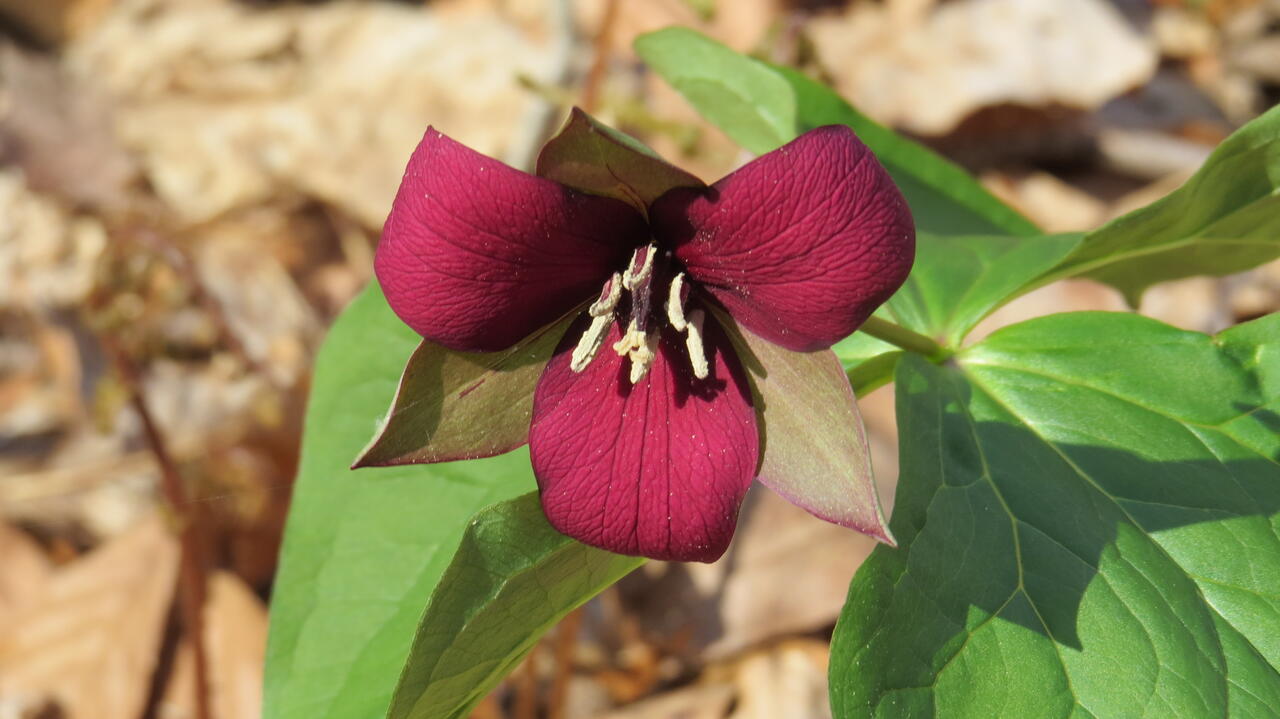 Wondrous Wildflowers