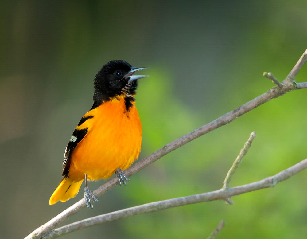Birding By Ear Workshop