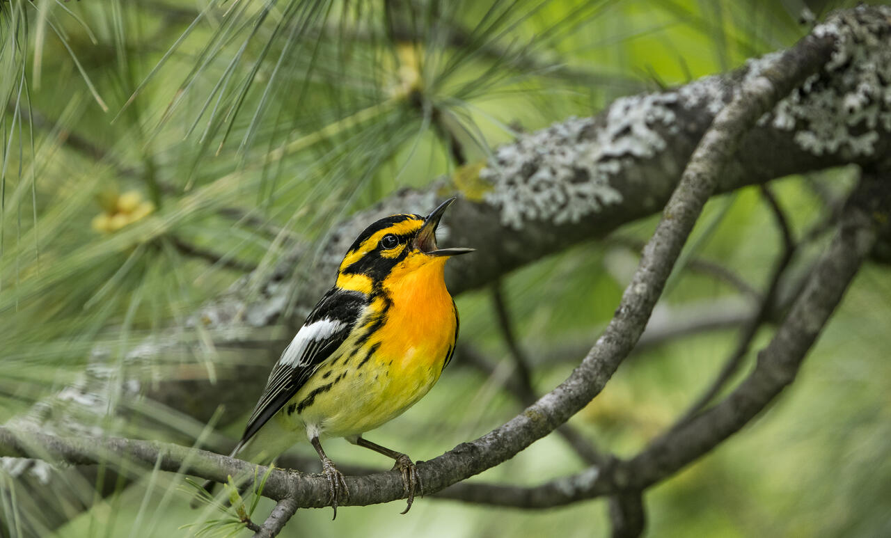 Warblers & Neotropical Migrants Workshop