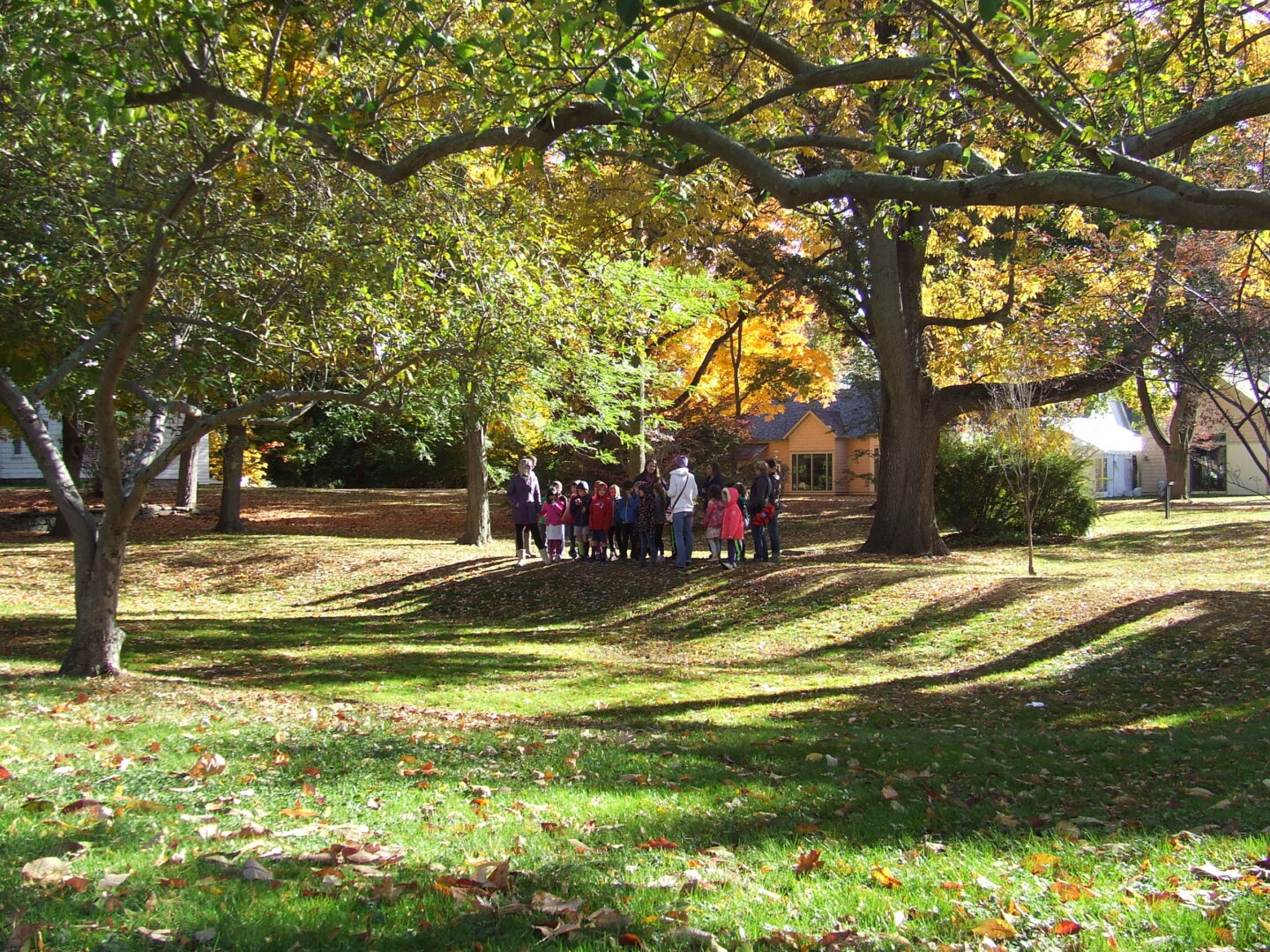 What’s That Tree? A Guided Fall Tree Walk