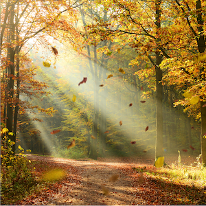Midday Recharge: Autumn Meditation Series